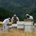 Taylor Pass Honey Co. Multifloral Manuka Honey MGO50+ | Sustainable New Zealand Honey | (Manuka MGO50+) (500g) - Buy Online on GoSupps.com