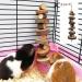 Myive k toy tools made of natural organic apple wood 3 pieces small animal snack toys suitable for rabbits guinea pigs hamsters chinchilla teeth grinders