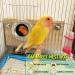 Parakeet Nest Box for Breeding | Budgie, Cockatiel, Lovebird & Parrot Mating House | Perfect for Large & Medium-Sized Birds - S Size (7.87 x 4.72 x 4.72 inch) - Buy Online on GoSupps.com