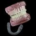 HDGRNCC Dental orthodontic brackets model dental teeth orthodontic retainer demonstration model with metal ceramic self -ceramic bracket for training with ligature