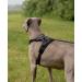 Lionto Dog Harness | Padded Anti-Pull Reflective Safety Harness | Adjustable Size L - Black - Buy Online on GoSupps.com