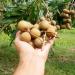 Fresh Longan Fruit 1000 gr - Buy Online on GoSupps.com