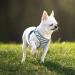 Buy Heele Dog Harness for Small & Medium Dogs - Adjustable Reflective Soft Mesh Breathable & Comfortable - Dark Green 2XS - Buy Online on GoSupps.com