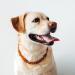 Amber Necklace for Dogs & Cats - Leather Clasp 40-45cm | Flea & Tick Prevention | International Shipping - Buy Online on GoSupps.com