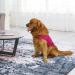 Cattamao Comfort Dog Authority - Fear Relief for Dogs (L Rose) | Thunderstorms Fireworks & Travel Solution - Buy Online on GoSupps.com