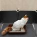 POPETPOP Cat Litter Box Enclosure : 1 Set Cat Litter Box Splash Guard Cat Litter Box Shields Litter Box Screen Privacy for Pet Toilet 35X35X0.2cm - Buy Online on GoSupps.com