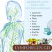 Green idea - Drainage Lymphatique Lymforegen - Stimule le syst me lymphatique -15 herbes et huiles essentielles puissantes - teneur lev e - Gel base d'herbes actives - Fabriqu dans l'UE (400) - Buy Online on GoSupps.com
