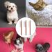 3 PCS Flea Comb for Cats Cat Flea Comb Fine Toothed Pet Comb Beauty Set Comb Set for Removing Floating Hair And Tear Stains Stain Remover Combs Fine Tooth Grooming Removal Tool - Buy Online on GoSupps.com