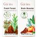 Fresh Forest Essential Oil Blend Diffuser & Brain Booster Essential Oils for Diffuser Set - Aromatherapy Grade Essential Oils Set - 2x0.34 fl oz - Gya Labs
