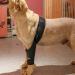 Dog Knee Pad Elastic Dog Leg Brace Oxford Fabric for Injury Recovery (S) - Buy Online on GoSupps.com