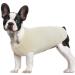 Dog sweater - chihuahua clothing for small dog puppies vest soft breathable dog shit suits basic clothes dog clothes for French bulldog pomeranian maleser dog beige s s beige