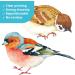 DECOWALL DS-8063 25 Colourful Little Birds Wall Stickers - Removable Decals for Home Decor - Buy Online on GoSupps.com