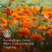 Monte Nativo Dried Marigold Flowers (300g) - Pure Calendula Officinalis for Herbal Tea Soaps & Lotions - Natural & Additive-Free - Buy Online on GoSupps.com