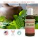 Buy L EUDINE Melissa Essential Oil - 1fl oz Pure Lemon Balm Extract for Aromatherapy & Stress Relief | Therapeutic-Grade Natural Essential Oil - Buy Online on GoSupps.com