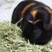 Vitakraft Timothy Hay for Small Animals - Premium Nutrition & Freshness - Buy Online on GoSupps.com