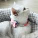 Tagme Pink Cat Collar with Name & Phone Number - Safety Closure & Bell - 1-Pack Kitten Accessory - Buy Online on GoSupps.com