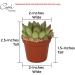 Costa Farms Mini Succulents 25-Pack - Fully Rooted Live Indoor Plants in Grower Pot, Green, 2 Inches Tall - Buy Online on GoSupps.com
