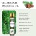 Aoruilia 10ml Cedarwood Essential Oil 100% Pure Natural Cedarwood Oil Essential Oils for Diffuser for Home Aromatherapy Bath Relax Soaps & Candles Making Cedarwood 10 ml (Pack of 1) - Buy Online on GoSupps.com