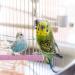 iplusmile Stainless Steel Bird Perch for Parrot - Grinding Claws, Trimming Beak, Nails - Exercise Platform for Parakeet, Cockatiel, Conure, African Grey, Macaw - Buy Online on GoSupps.com