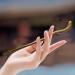 Hair Sticks For Buns Hair Chopsticks for Women 8.7" Hair Sticks for Buns Chinese Hair Chopsticks Wooden Hair Sticks Simply Hair Pin for Long Hair Girls Hair Accessory - Buy Online on GoSupps.com