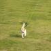 Vivifying Long Dog Lead 32FT Reflective Training Line for Camping Hiking Beach - Green - Buy Online on GoSupps.com