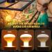 Luxvista 2Pack 100W Reptile Heat Lamp Bulb E27 Basking Bulb Warm White Light Heat Bulb Dimmable Heat Lamp for Puppies/Reptiles/Lizards/Tortoise/Chicks/Amphibian/Bearded Dragon 2700k Warm White 2pack E27 Heat Bulb - Buy Online on GoSupps.com