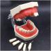 Vinbcorw Dental Care Model - 24 Removable Teeth for Adult Teaching (12x9.5 cm) - Ideal for Dentists & Educators - Buy Online on GoSupps.com