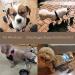 Homend Adjustable Dog Wheelchair for Disabled Hind Legs Puppy Cat/Dog/Puppy Walking Hind Legs Rehabilitation Easy Assemble Lightweight Small - Buy Online on GoSupps.com