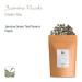 Buy Jasmine Pearl Green Tea - Premium Loose Leaf Tea - 100g | Jasmine Dragon Pearls from China - Buy Online on GoSupps.com