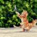 MWOOT 6pcs Cat Feather Toys with Bells Feather Toys Spinning Attachment for Indoor Cats and Kitten Catcher Replacement Feather Refills with Bells Feather Cat Toys for Playing Catcher and Exercising - Buy Online on GoSupps.com