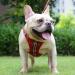 Suredoo Dog Harness for Small Dogs | Reflective Breathable Anti-Training | Leash Included | XS Red Checked | Ideal for Small & Medium Breeds - Buy Online on GoSupps.com