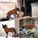 Hjumarayan Dog Sweater for Small Dogs - Soft & Warm Reversible Knit Sweater for Yorkshire Jack Russell Chihuahua & Cat (Brown XS) - Buy Online on GoSupps.com