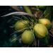 Buy 6 x Organic Coconut Milk 270 ml | Fairtrade Original | Sri Lanka | Ideal for Asian Dishes | 100% Organic & Natural - Buy Online on GoSupps.com
