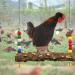 NCTP Handmade Chicken Swing Toy with Natural Wooden Perch Stand for Hens - Perfect for Parrots, Macaws, and Bird Training - Buy Online on GoSupps.com