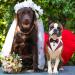 Mioyoow Adjustable Formal Dog Bandana Collar - Tuxedo Wedding Bib for Small & Medium Dogs (L Pink) - Buy Online on GoSupps.com