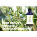 100ml Organic Olive Leaf Tincture - Herbal Remedies for Wellness - Buy Online on GoSupps.com