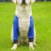 Dog Front Elbow Support - 1 Pair Dog Shoulder Elbow Brace | Stain-Resistant Pet Recovery Knee Pad for Medium Dog Breathable Wear-Resistant Blue XL - Buy Online on GoSupps.com
