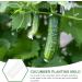 Luxshiny Cucumber Mold Horticulture 3pcs Vegetable Shaping Mold Strawberry Loudspeaker Cucumber Molds Garden Fruit Mold 20x6cm - Buy Online on GoSupps.com