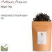 Assam Black Tea from India - Artisan Big Leaf Golden Quality - 100g - Buy Online on GoSupps.com