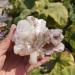 Natural Crystal Rough 70g Natural Zeolite Crystal Raw Crystal Specimen
