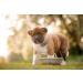 1250g Wet Dog Food for All Breeds Beef - Premium Quality (x20) - Buy Online on GoSupps.com