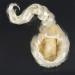 Wresetly Beautiful Wig light gold Braid Up - Buy Online on GoSupps.com