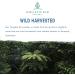 Buy Pure Indonesian Tongkat Ali Powder - Pharmaceutical Grade Longjack Extract | Wild Harvested Eurycoma Longifolia (50g) - No Fillers Fast International Shipping - Buy Online on GoSupps.com