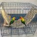 Seagrass Mat Bird Hammock - Natural Grass Woven Net with Hanging Hooks for Parrots and Lovebirds - Climbing Rope Ladder and Chew Toys for Cockatiels and Conures - 28.3 x 6.7 - Buy Online on GoSupps.com