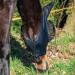 Busse Fly Mask Twin Fit Flexi in Black - Premium Horse Protection | International Shipping - Buy Online on GoSupps.com