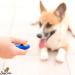 DogCatz Hybrid Dog Clicker and Whistle Training Train Your Pet Dogs and Cats in Obedience (Sky Blue) - Buy Online on GoSupps.com