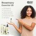 Natural Rosemary Essential Oil for Hair Growth | Effective Hair Treatment for Women & Men with Dropper Bottle - Buy Online on GoSupps.com