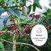 Bridgehead Coffee- Centro House- 6 pack | Full Medium Roast Coffee | Ground Coffee | 340 g - 12 oz each pack | Organic | Fairtrade | Sustainable | proudly Canadian Centro House 2.04 kg (Pack of 1) - Buy Online on GoSupps.com