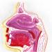 Mouth Nose Throat Pharynx Education Human Body ENT Model Study Model Pathology Nose Throat Model Enlarge The ical Model of Human Organs A+c - Buy Online on GoSupps.com