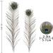 Larryhot Natural Long Peacock Feathers - 40pcs 23-28 - Ideal for Floral Arrangements, Weddings, Home Decor, and Party Decorations - Buy Online on GoSupps.com